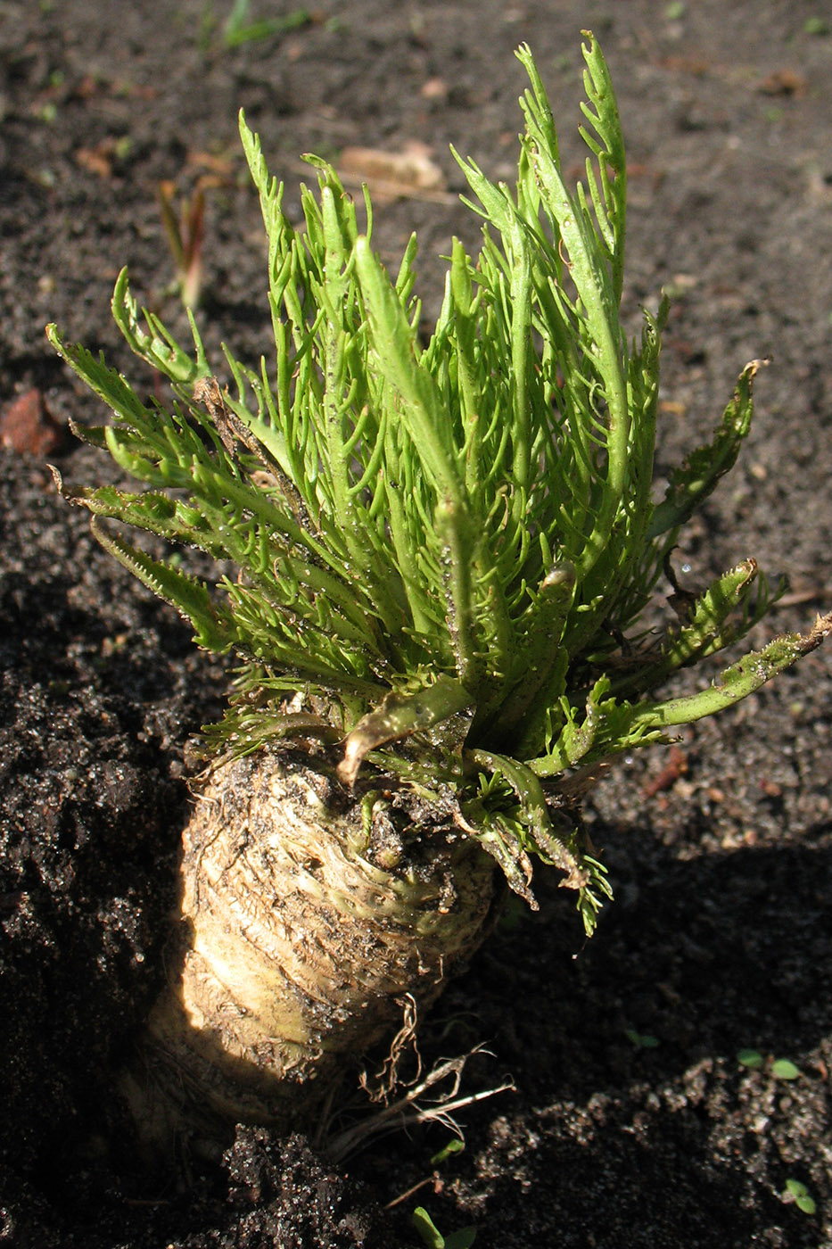 Image of Armoracia rusticana specimen.