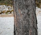 Pinus sylvestris subspecies hamata. Часть ствола. Абхазия, Гудаутский р-н, Рицинский реликтовый национальный парк, долина р. Юпшара, щебнистый склон. 13.04.2024.