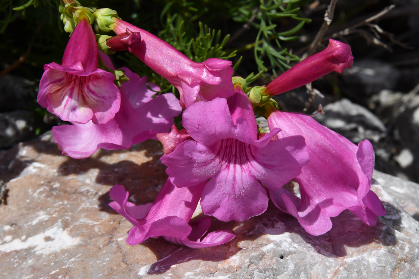 Image of Niedzwedzkia semiretschenskia specimen.