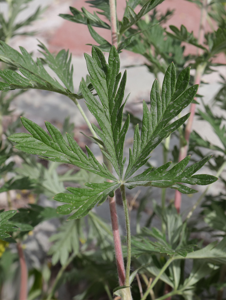 Image of Potentilla argentea specimen.