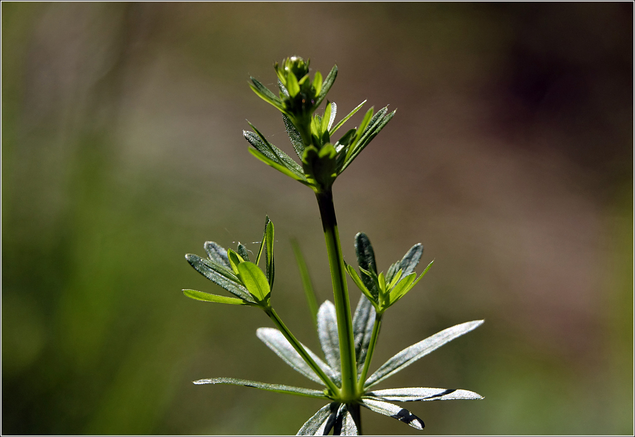 Изображение особи Galium mollugo.