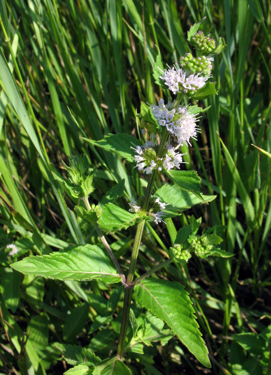 Image of Mentha arvensis specimen.