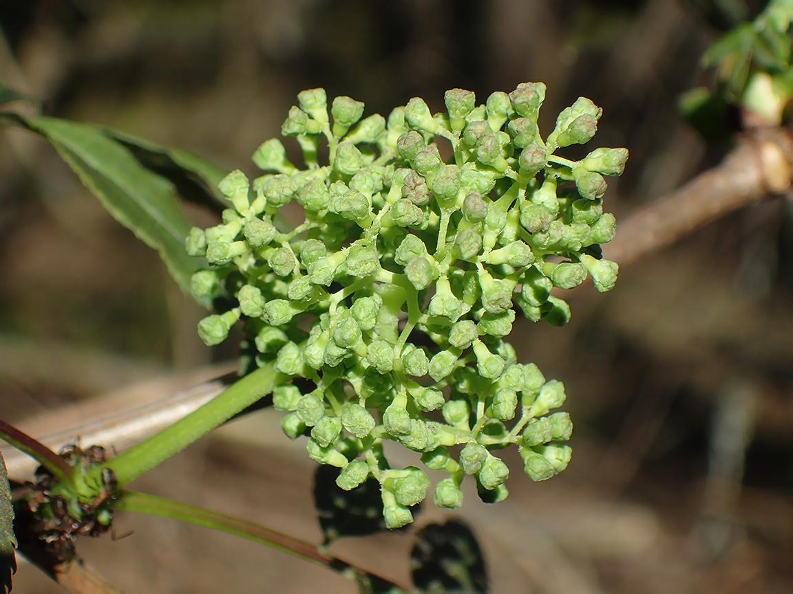 Image of Sambucus racemosa specimen.