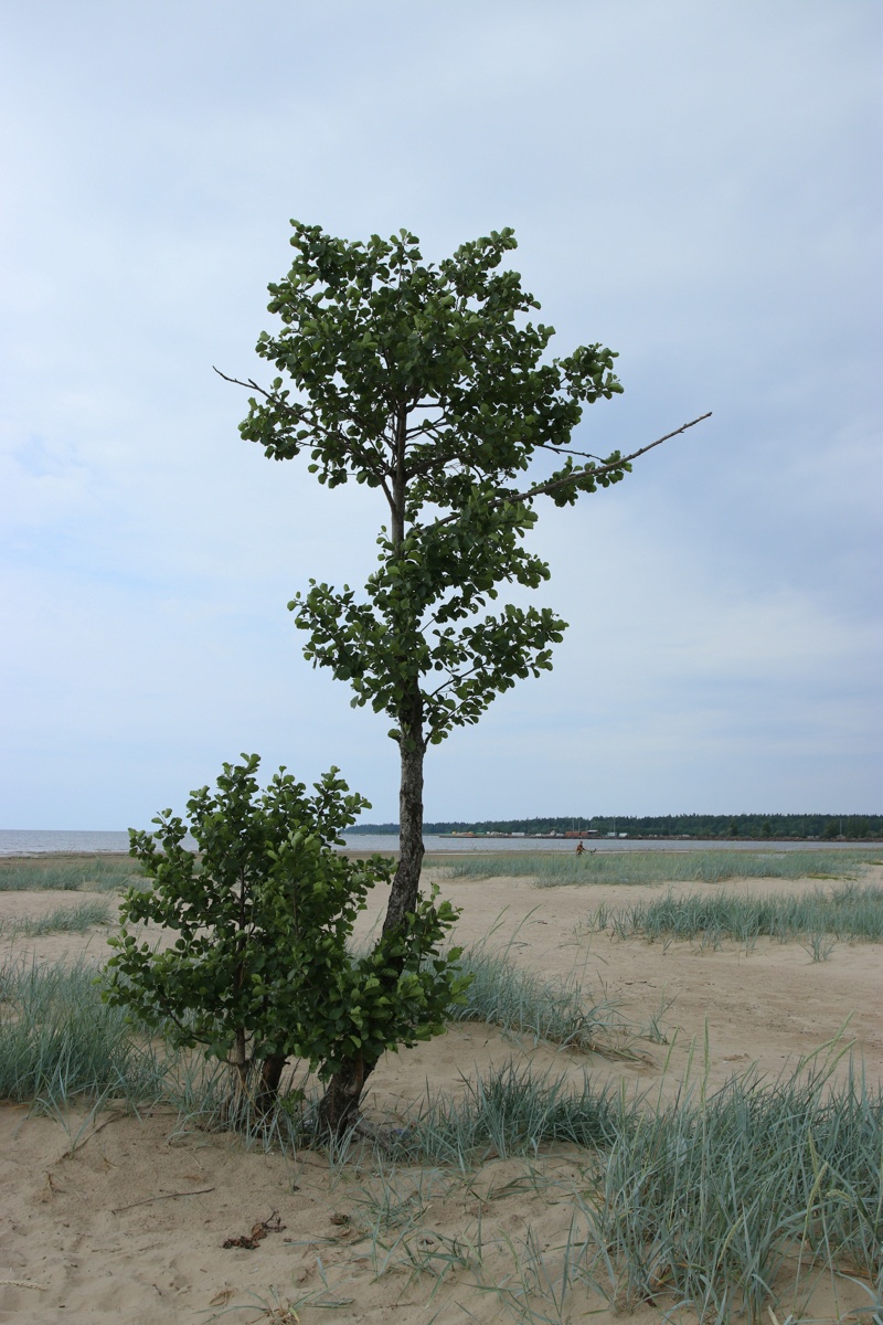 Image of Alnus glutinosa specimen.