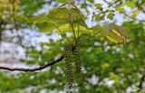 Juglans regia. Верхушка ветви с соцветиями. Дагестан, Магарамкентский р-н, Самурский лес, опушка широколиственного леса. 05.05.2022.