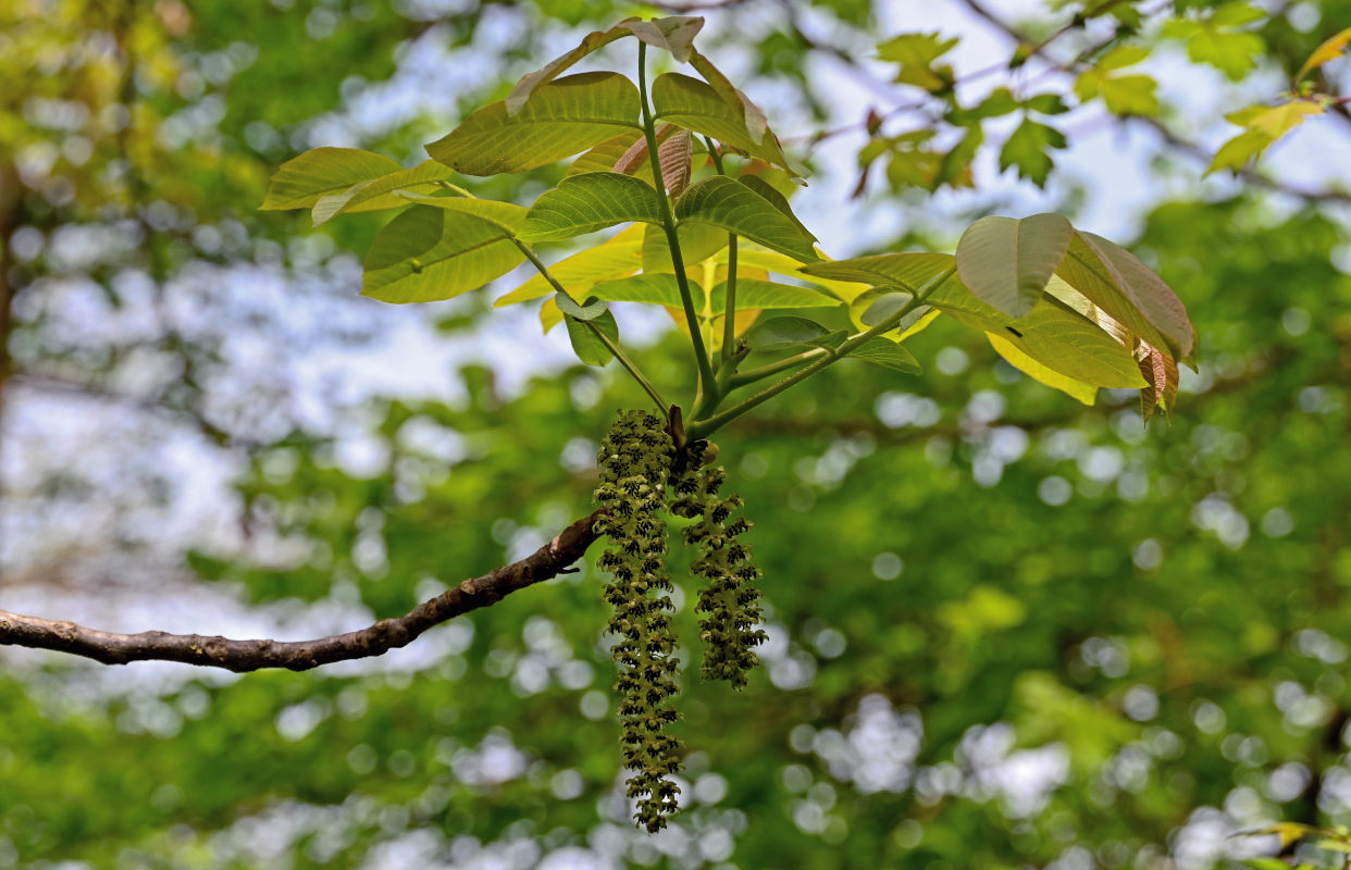 Изображение особи Juglans regia.