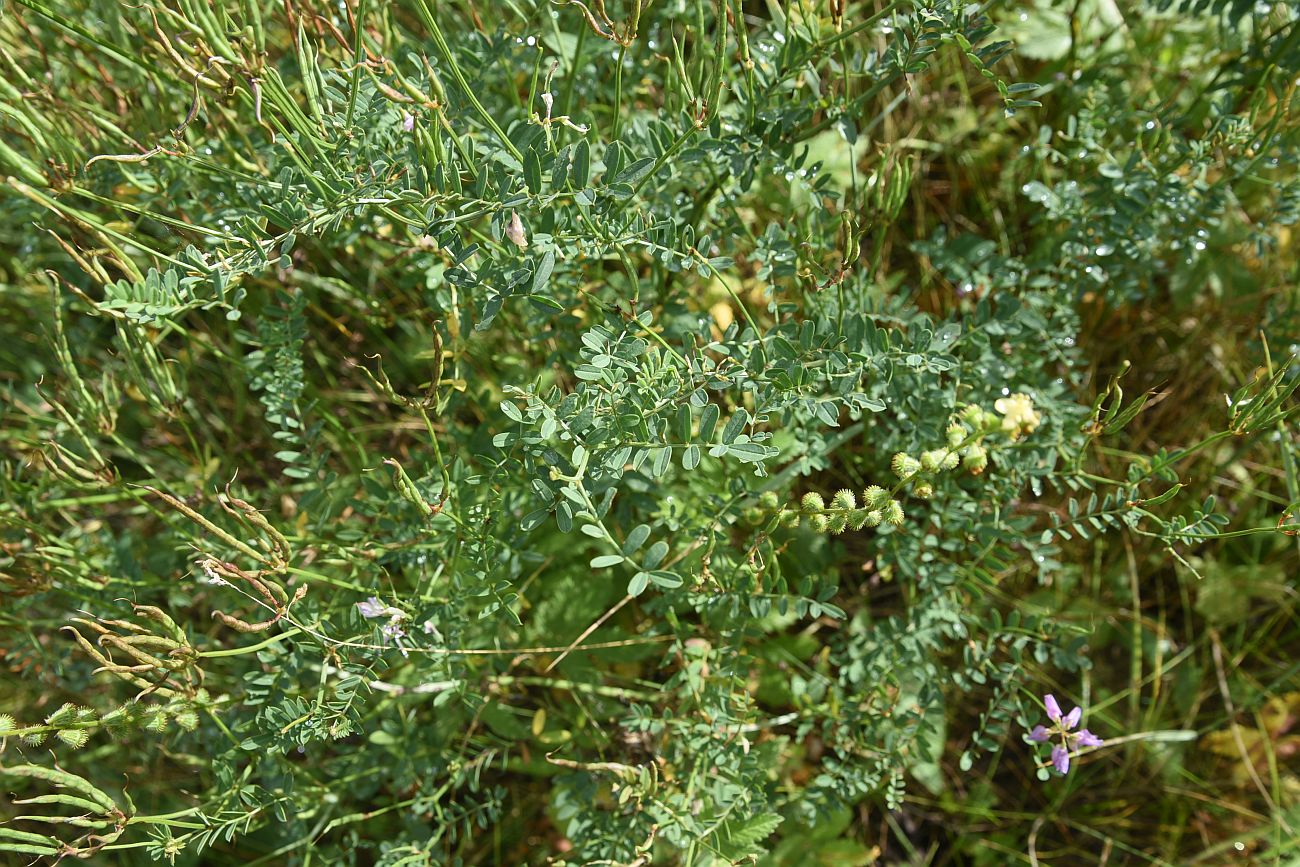 Image of Securigera varia specimen.