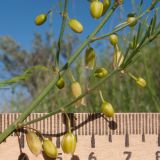 Asparagus litoralis. Часть веточки с цветками и бутонами. Краснодарский край, м/о Анапа, окр. станицы Благовещенская, Витязевский лиман, степь на берегу лимана. 14.05.2016.