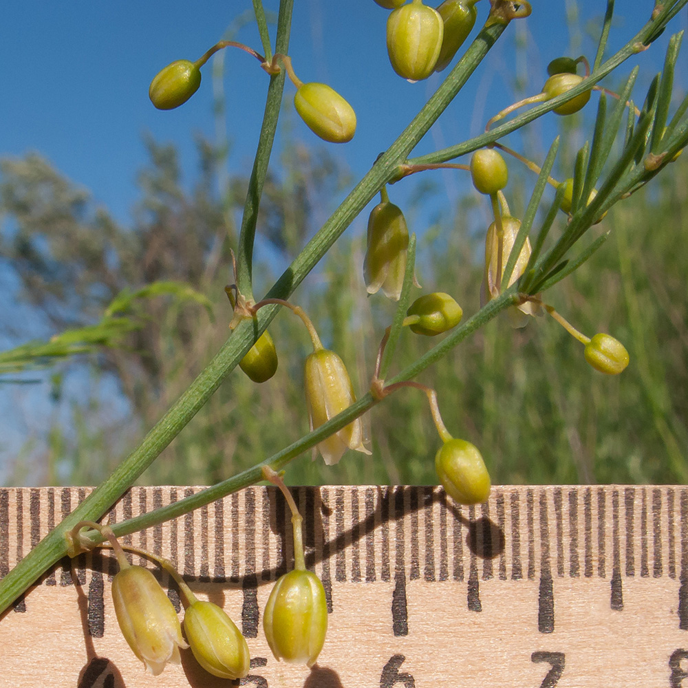 Изображение особи Asparagus litoralis.