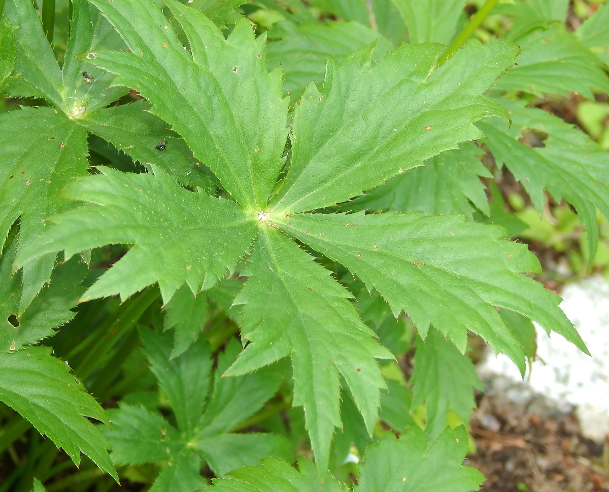 Image of Astrantia major specimen.