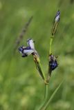 Iris sibirica. Соцветие отцветшими цветками и бутоном (вверху). Ленинградская обл., Лужский р-н, окр. дер. Кемка, пойма р. Луга, разнотравный луг. 13.06.2024.