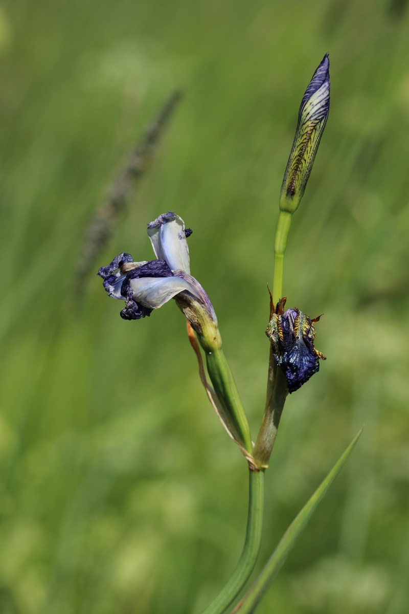 Image of Iris sibirica specimen.