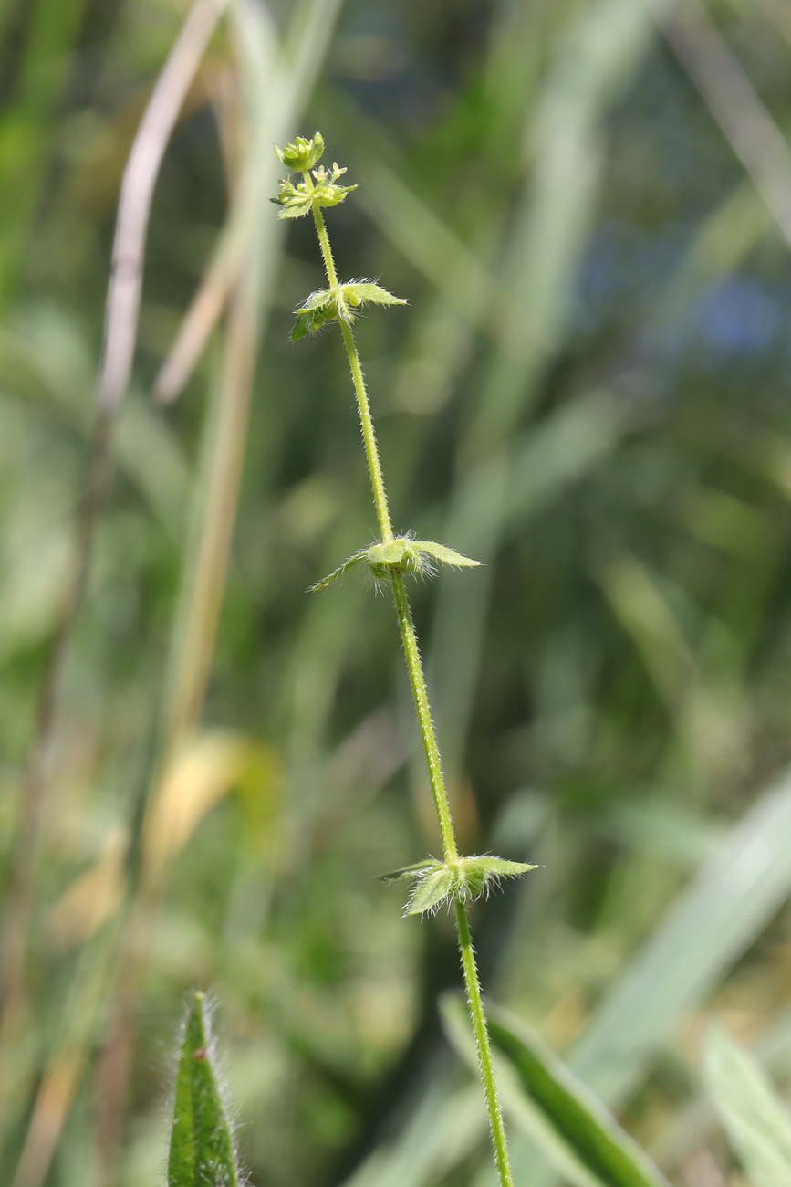 Image of Cruciata pedemontana specimen.