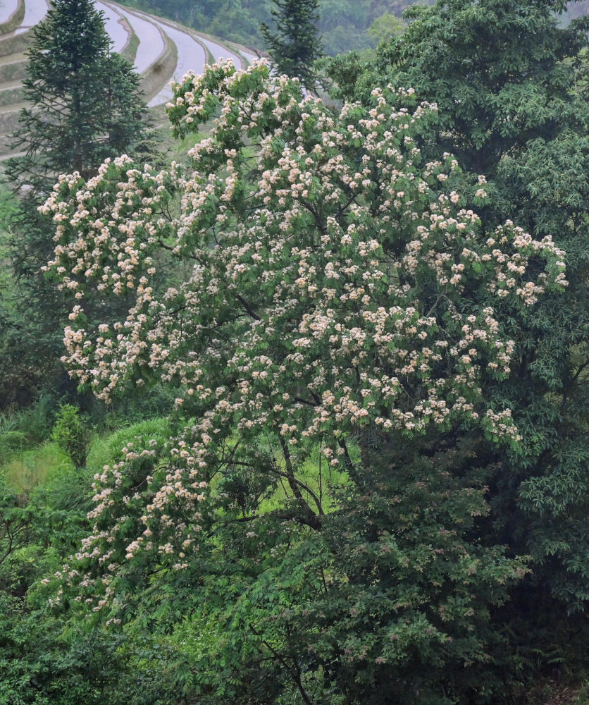 Image of Albizia kalkora specimen.