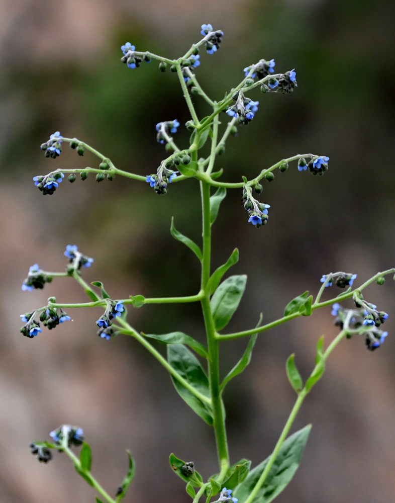 Image of Cynoglossum amabile specimen.