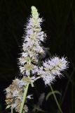 Mentha asiatica