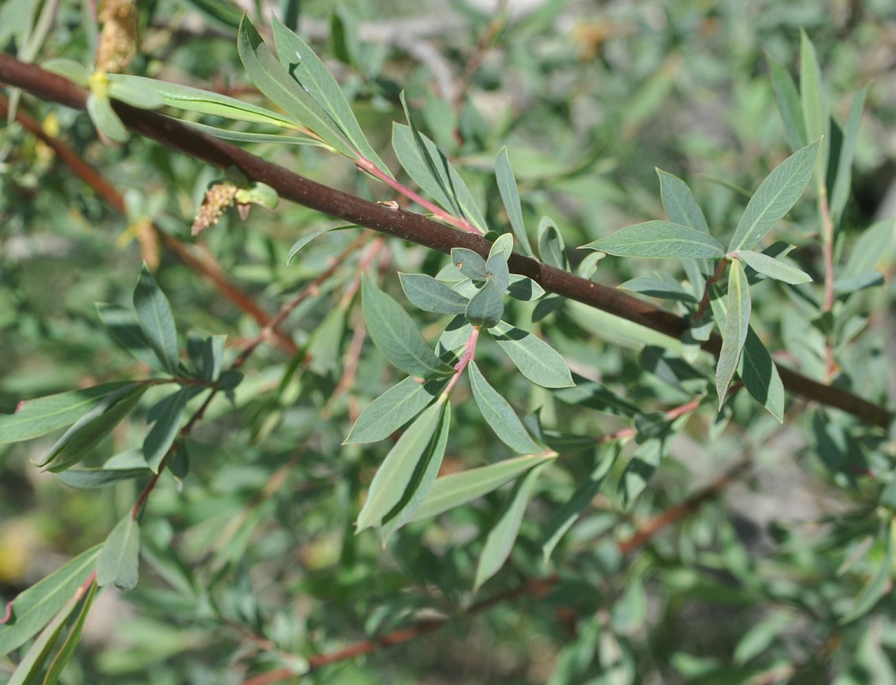 Image of genus Salix specimen.