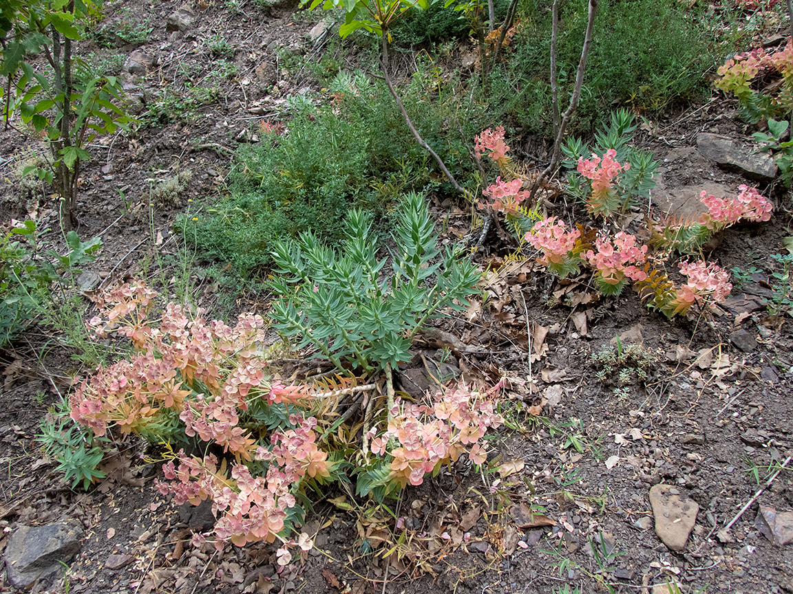 Image of Euphorbia rigida specimen.