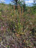 Rumex acetosa