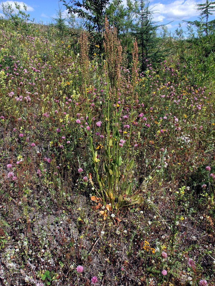 Изображение особи Rumex acetosa.