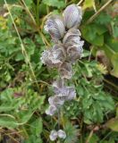 Aconitum rotundifolium