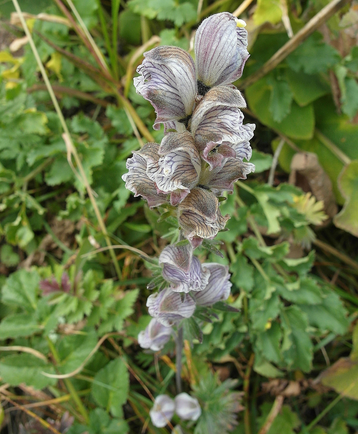 Image of Aconitum rotundifolium specimen.