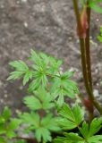 familia Apiaceae