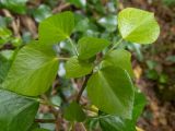 Hedera helix. Верхушка молодого побега. Крым, Южный Берег, подсохшее русло р. Алака (Сотера). 30.05.2024.