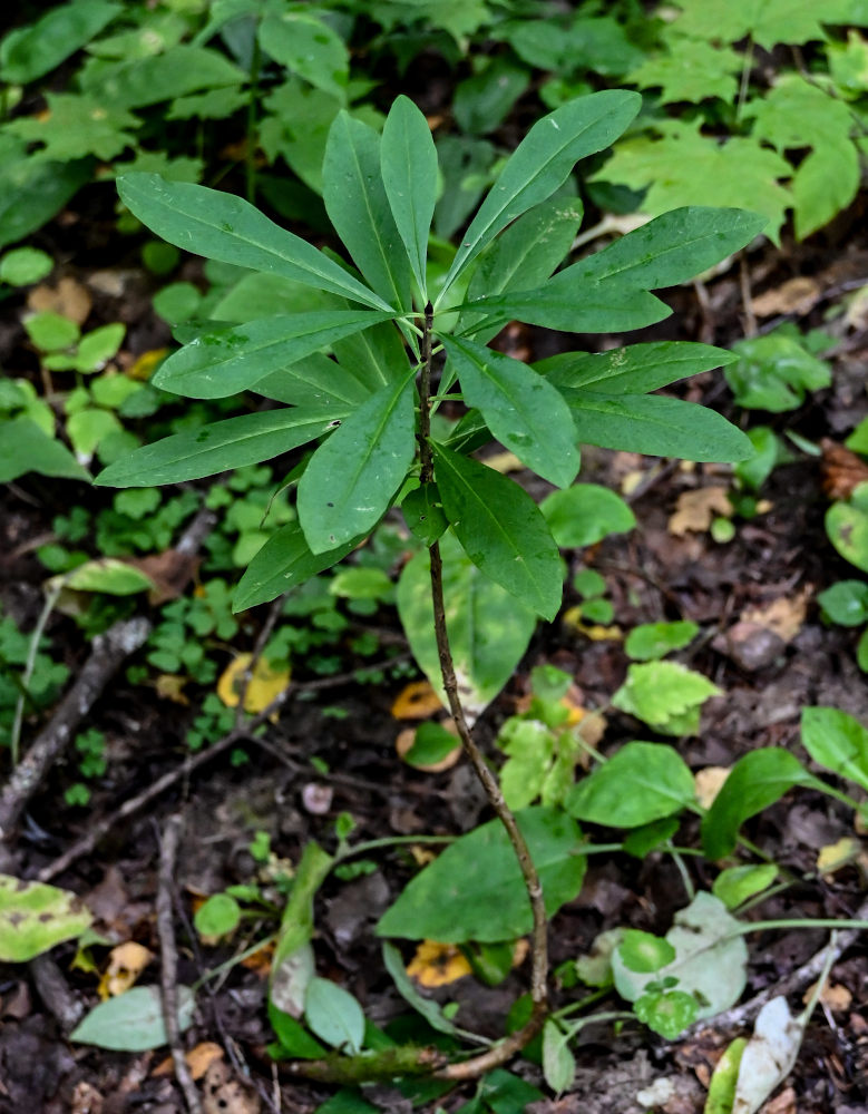 Image of Daphne mezereum specimen.