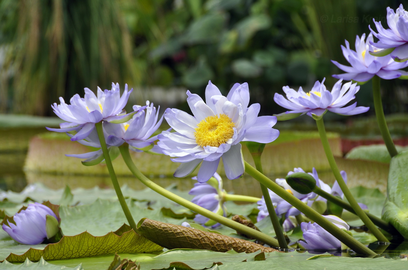 Image of genus Nymphaea specimen.