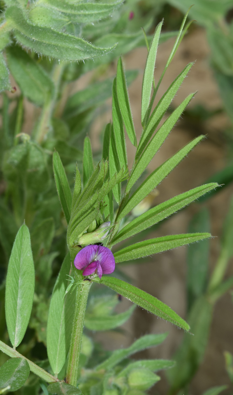 Image of Vicia sativa specimen.