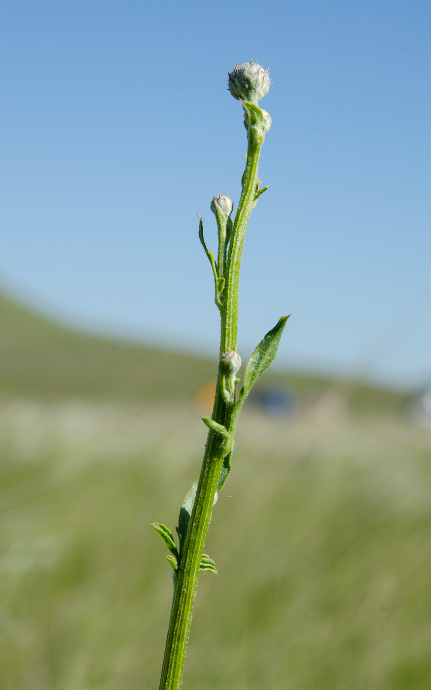 Image of genus Centaurea specimen.