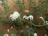 View full-size image Heliotropium suaveolens
