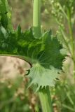 Sonchus asper
