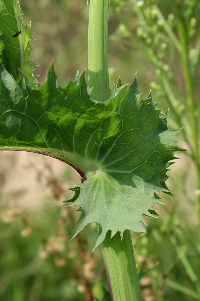 Изображение особи Sonchus asper.