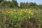 Solidago canadensis. Куртина цветущих растений (вокруг - плодоносящие Lupinus polyphyllus, Artemisia vulgaris и злаки). Беларусь, Витебская обл., окр. пос. Езерище, суходольный луг. 27.08.2024.