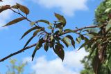 View full-size image Malus × moerlandsii