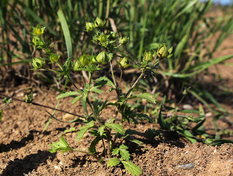 Image of Potentilla norvegica specimen.