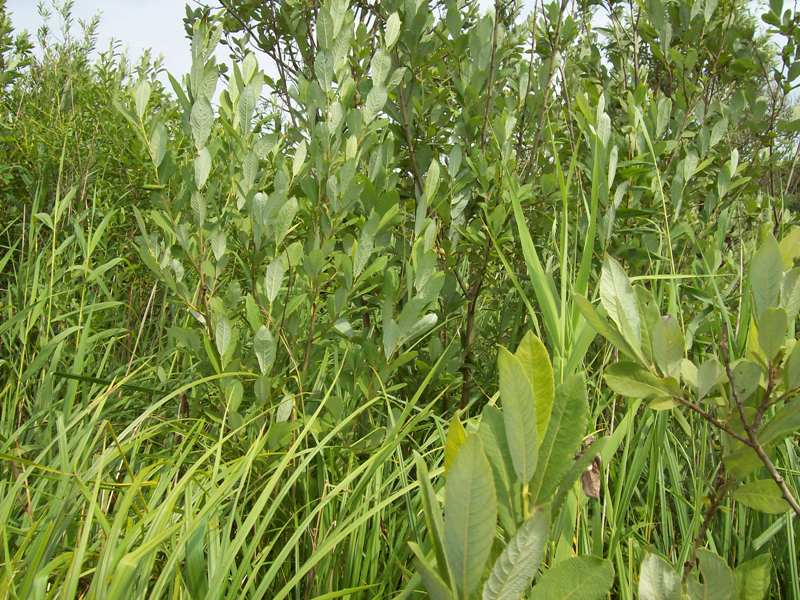 Image of Salix cinerea specimen.