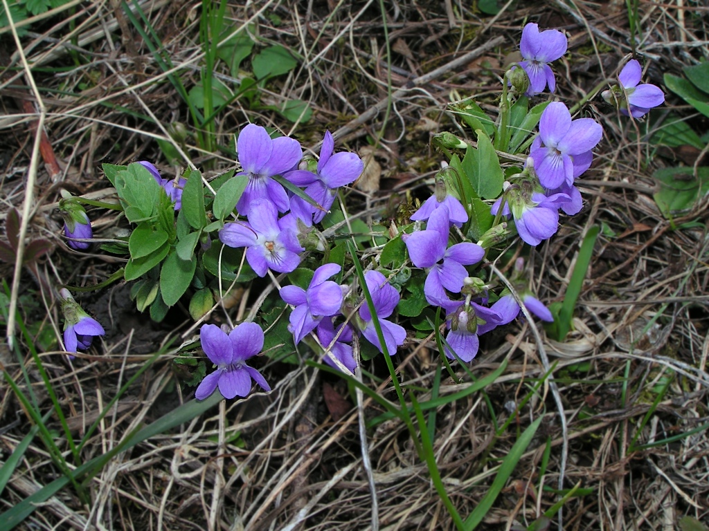 Изображение особи Viola hirta.