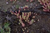View full-size image genus Sedum