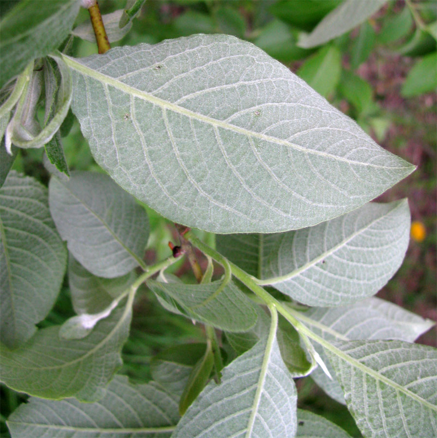 Image of Salix &times; reichardtii specimen.