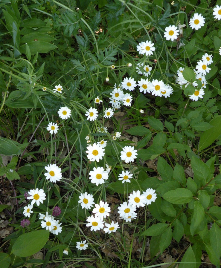 Image of Pyrethrum corymbosum specimen.