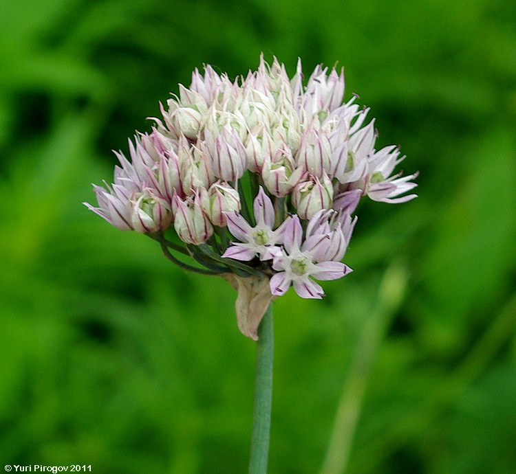 Image of Allium ledebourianum specimen.