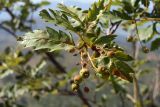 Sorbus persica