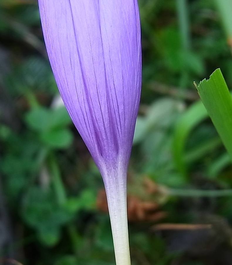 Image of Crocus nudiflorus specimen.