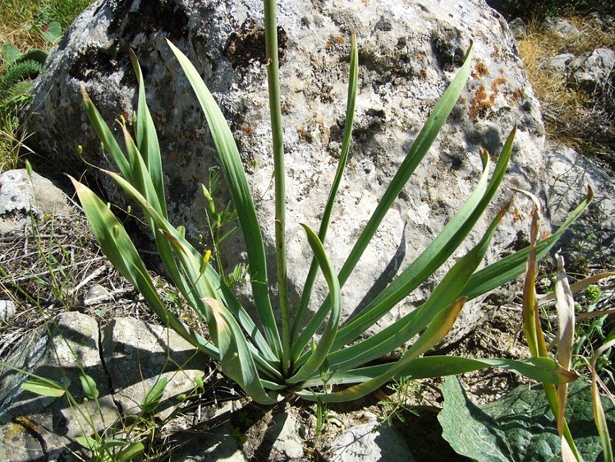 Image of Eremurus angustifolius specimen.