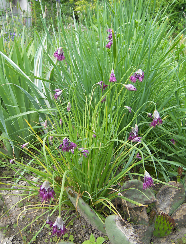 Изображение особи Allium cyathophorum.