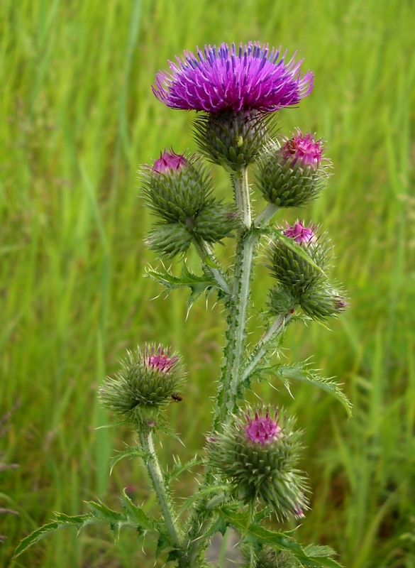 Image of Carduus crispus specimen.