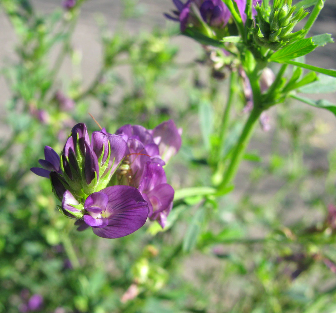 Изображение особи Medicago sativa.